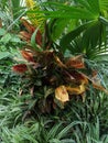 Croton, codiaum ÃÂ  - plant of the family Euphorbia in the garden